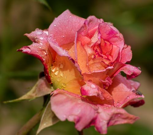 ���������� ����