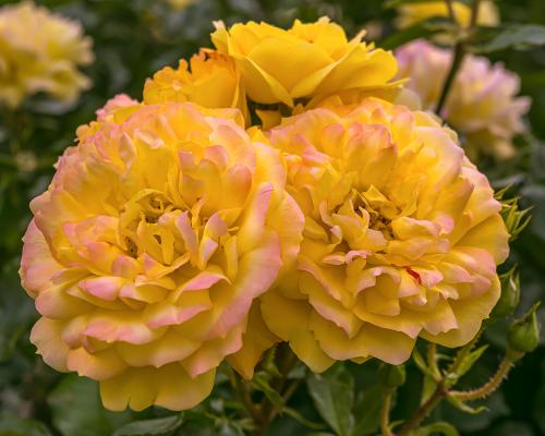 ���� ����������