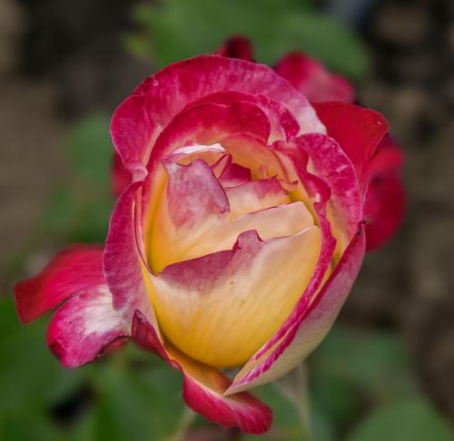 ���� ����������