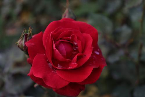 � ������������� ������ ���������