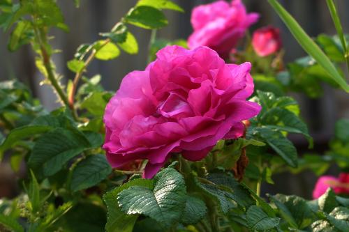 ������� ������ �������� ...