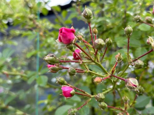 �������� �����