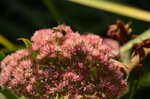 ������ ����