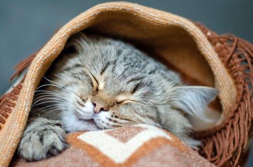 ������� ���. 