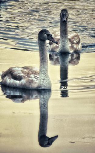 �����. �������