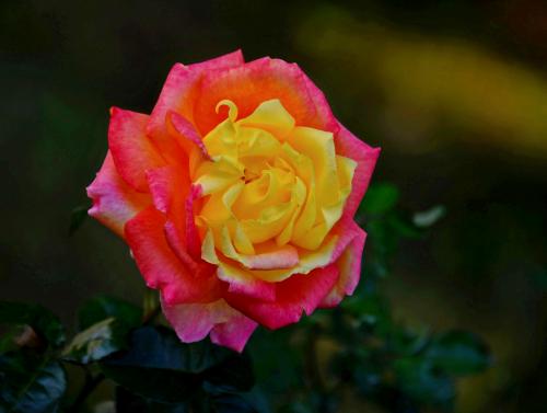 ��� �������