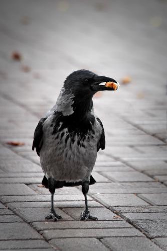 � ��������. 