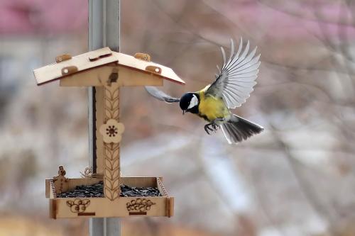 ��� ����� ��������. 