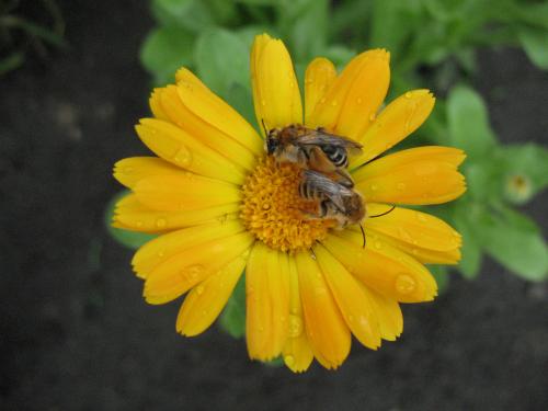 ����� ������� 