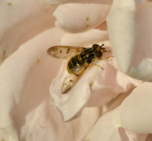 �� ����� ����