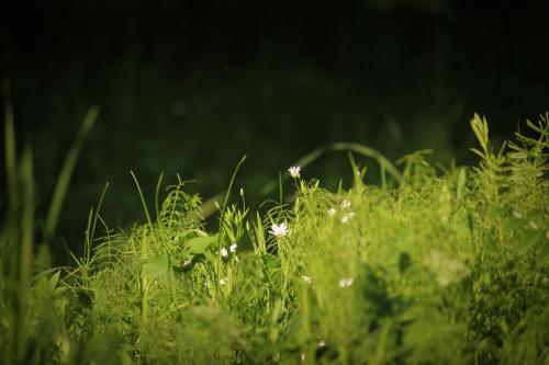 ����������� �������