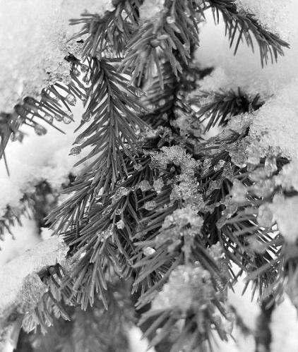 ������ ����