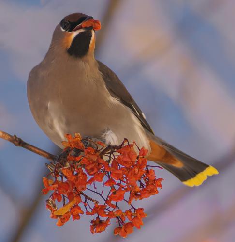 ����� �����