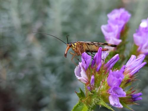 ���������� ���� ���������