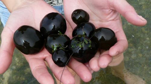 ����������� ���������