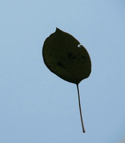 �� ��������