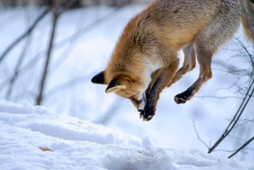 � ������� 