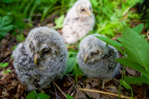 ������ ������������� �������