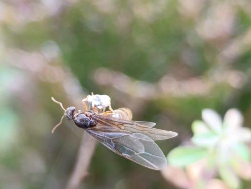 ����� ������ ���������