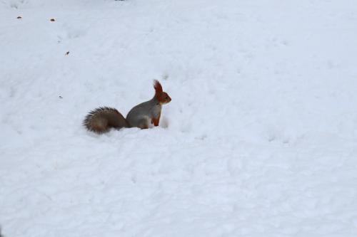 ���������.