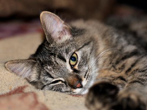 ������ ������