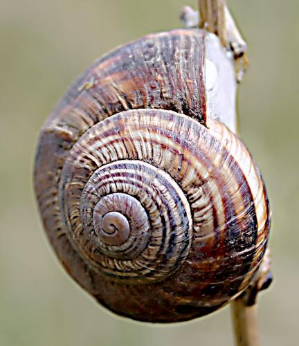 ����������� ������