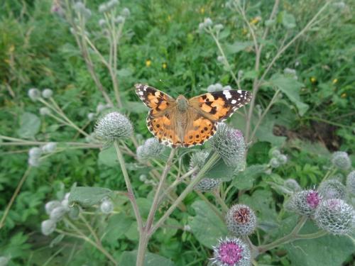 � ������� ���������