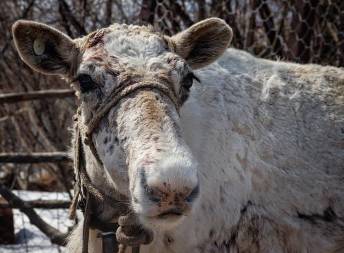 �������� ���������