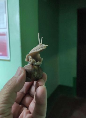 ������� ���������� 