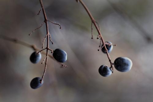 ������� �����. 