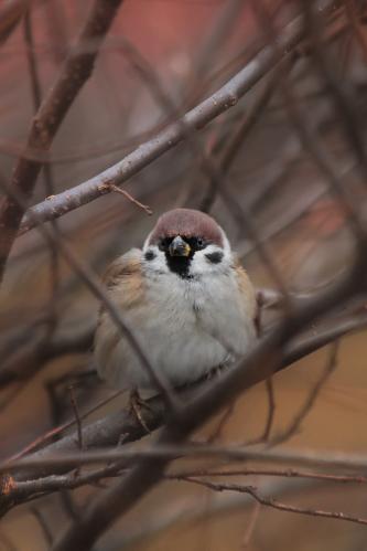 ����������. 