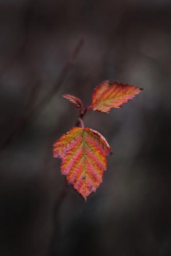 ����� ������� �����. 