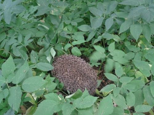 ��������� ���� �� ������, �� �����