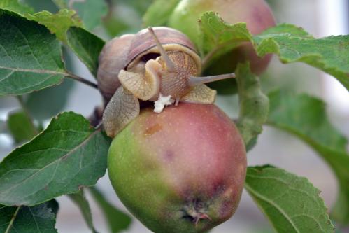 ������� ������