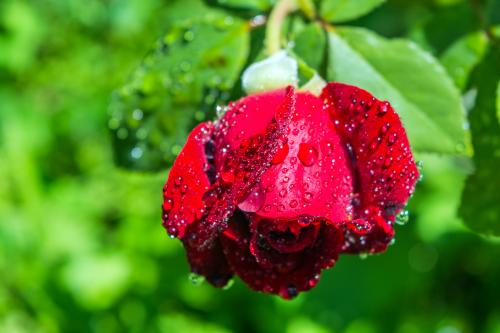 ��������� ������������