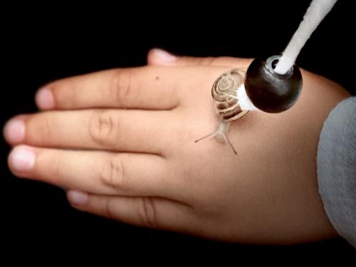 ������������ �������