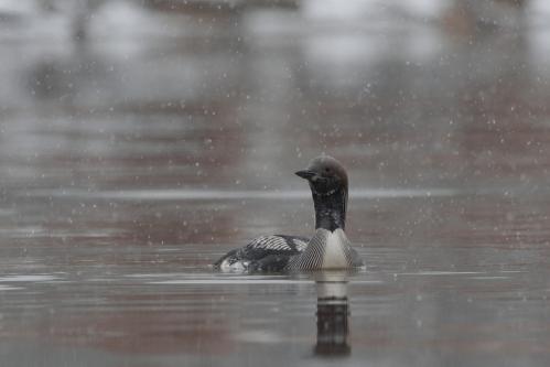 ������ ����