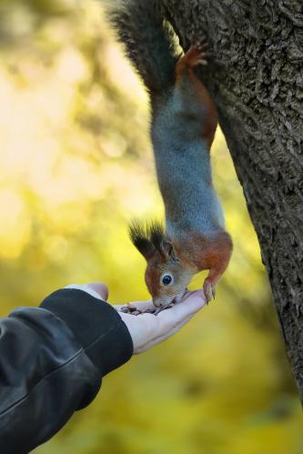 �������, �������. 