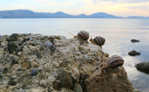 �����������.