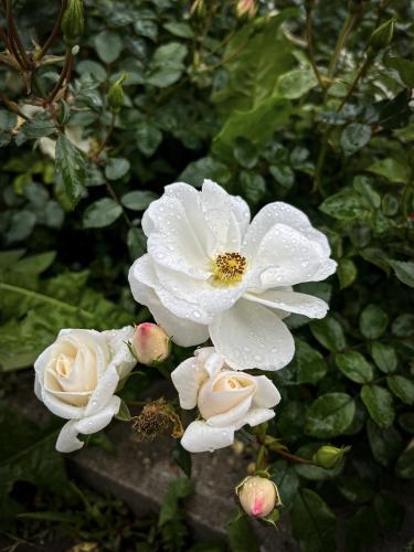 ����� ����