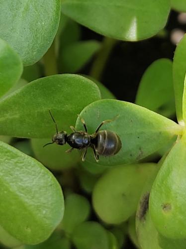 ����������� �������