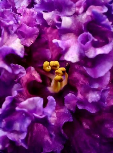 ������ ���������