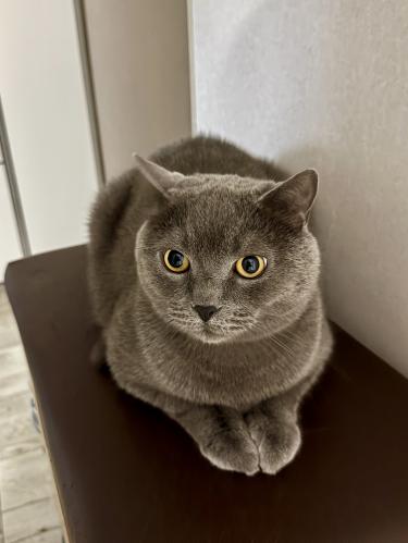 �������� ��������