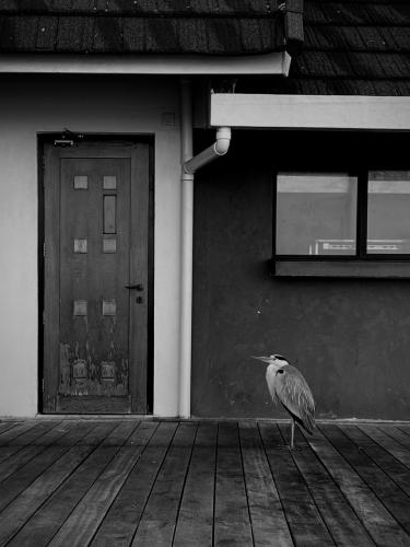 ������ ���-�����