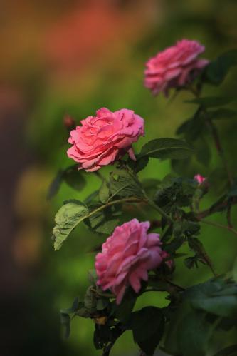 ������� ����. 