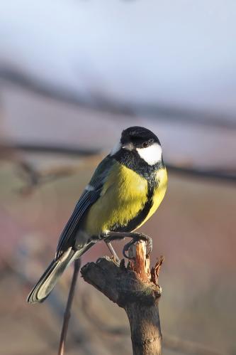 �������. 