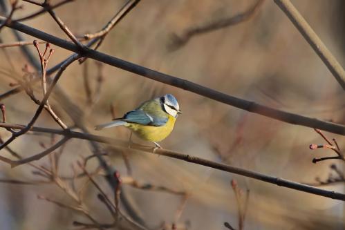 ���������. 