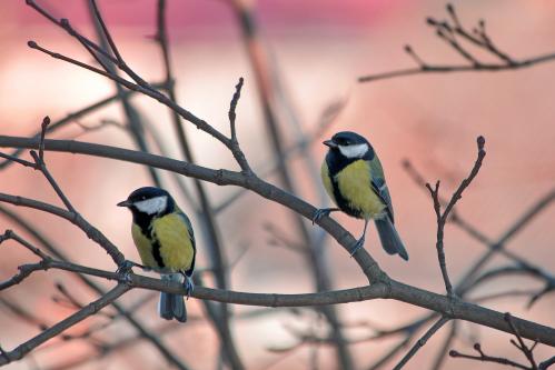 �������. 