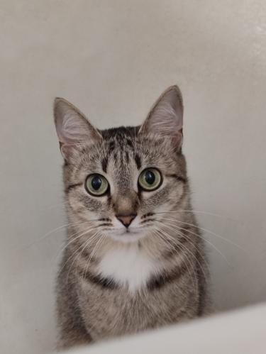 ��� ������� ��������