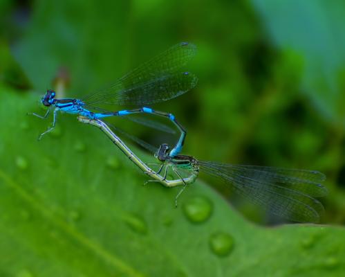 � ����� ��� ������